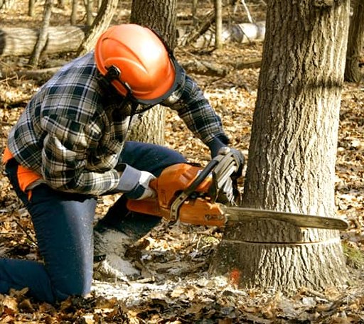 Tree Removal in Chautauqua, KS